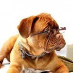 Hunde Tierhalterhaftpflicht im Vergleich