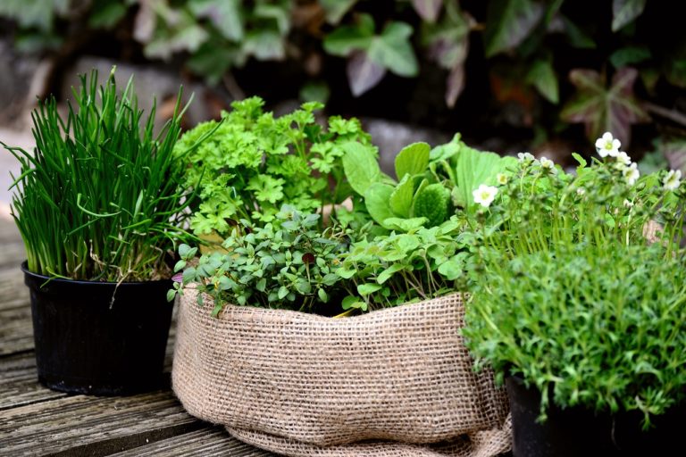 Baue einen Garten mit Blumen, Gemüse oder Kräutern an